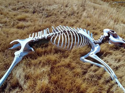 Hình ảnh minh họa carcass