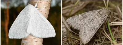 Illustration millers - Image 1