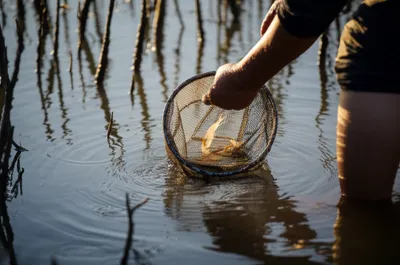 Illustration prawns - Image 1