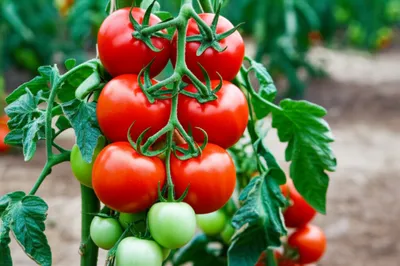 Illustration ripe - Image 1