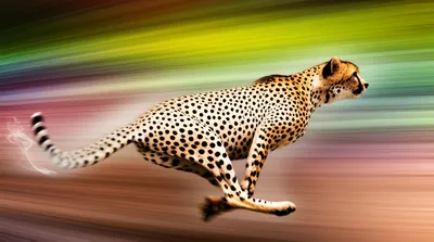 Illustration sped - Image 1