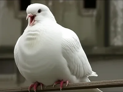 Illustration trumpeter - Image 1