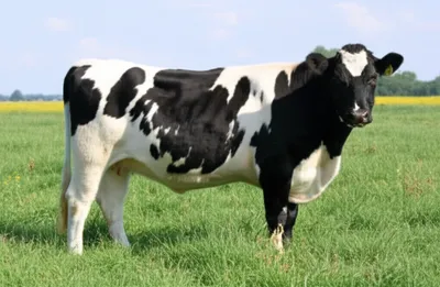 Illustration belted - Image 1