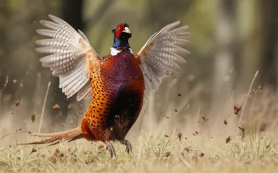 Illustration flushed - Image 1