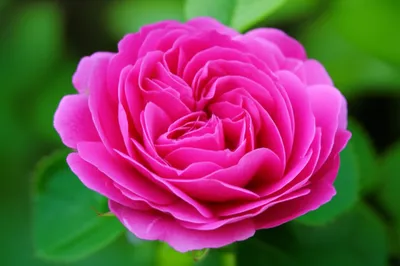 Illustration damasks - Image 1