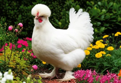 Illustration sultan - Image 1