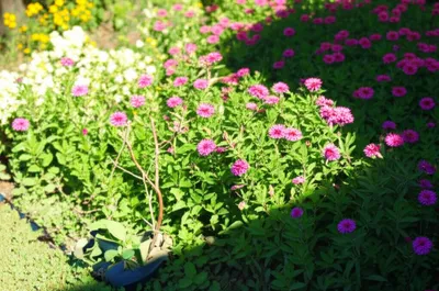 Illustration better - Image 1