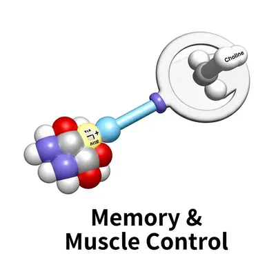 Illustration acetylcholine