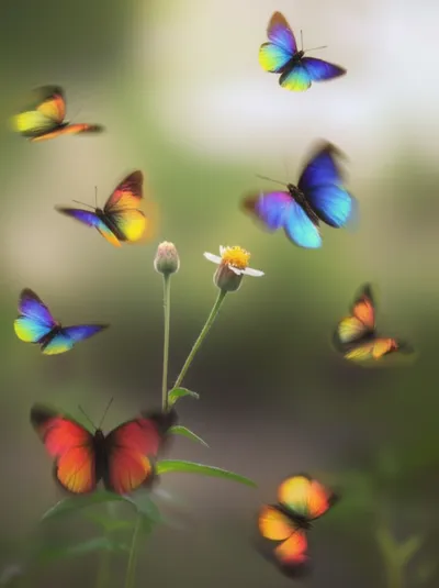 Illustration flitter - Image 2