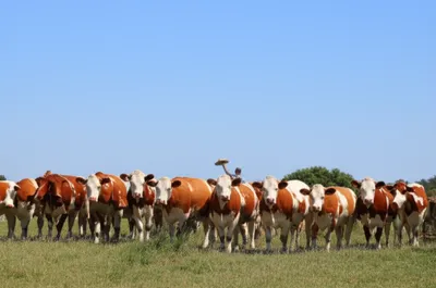 Illustration sook - Image 1