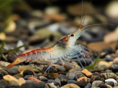 Illustration amphipod - Image 1