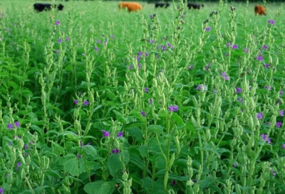 Illustration alfalfa