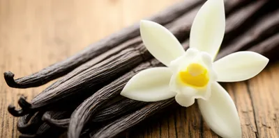 Illustration vanilla - Image 1