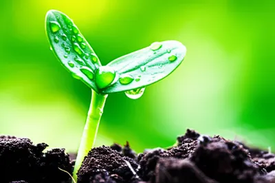 Illustration watered - Image 1