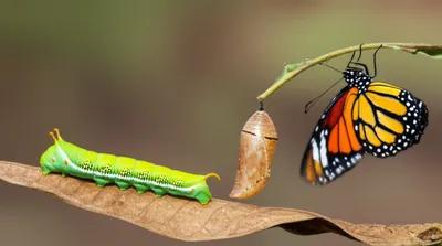 Illustration metamorphism - Image 1