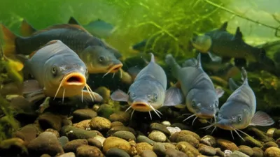 Illustration barb - Image 1