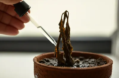 Illustration moratorium