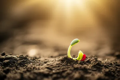 Illustration initially