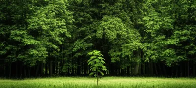 Illustration runts - Image 1