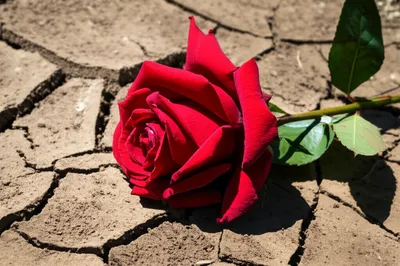 Illustration wallowing - Image 1