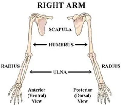 Hình ảnh minh họa radius - Ảnh 2