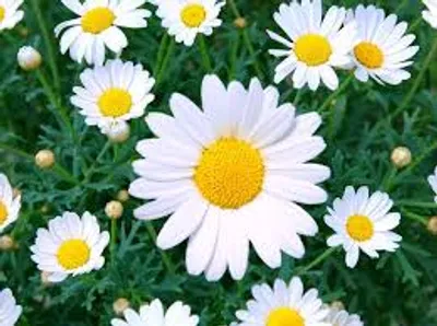 Illustration daisy - Image 2