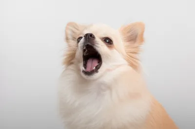 Illustration yapping - Image 1