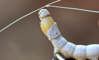 Illustration gut - Image 1