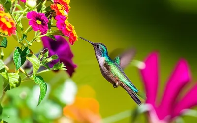 Illustration batted - Image 1