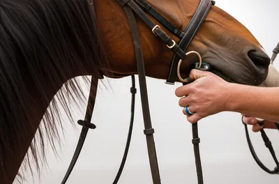 Illustration reined - Image 1