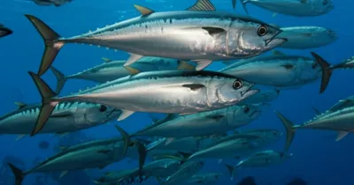 Illustration bonitos - Image 1