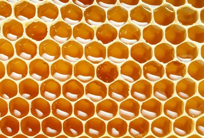 Illustration comb - Image 1