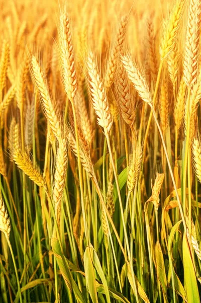 Illustration ripens - Image 2