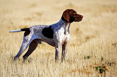 Illustration point - Image 1