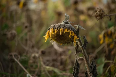 Illustration disabling - Image 1