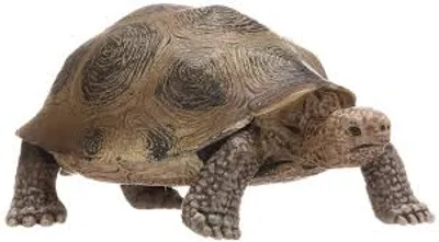 Illustration tortoise - Image 2