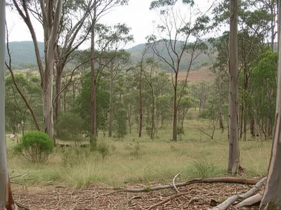 Illustration bushland