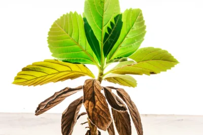 Illustration reduces - Image 1