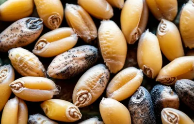 Illustration smutted - Image 1