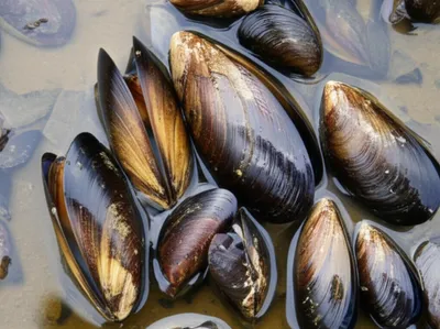 Illustration mussel - Image 1