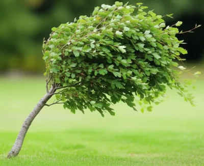 Illustration bowing - Image 1