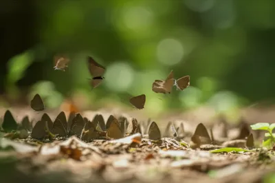 Illustration brownies - Image 1