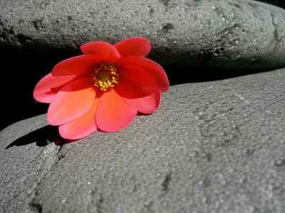 Illustration negation