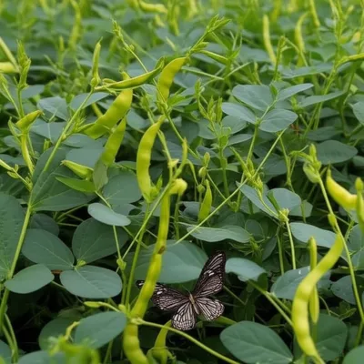 Illustration moth - Image 1