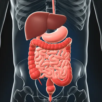 Illustration purge - Image 1