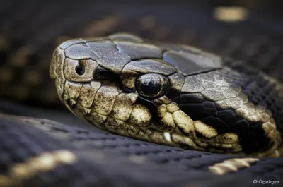 Illustration labial - Image 1