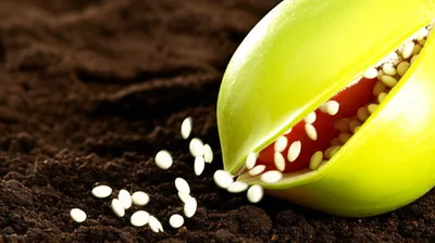 Illustration dehisces