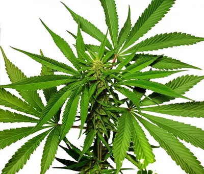 Illustration marijuana - Image 1