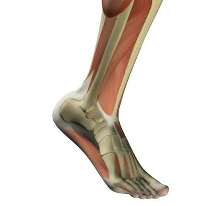 Illustration sole - Image 1