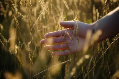 Illustration prickling - Image 1